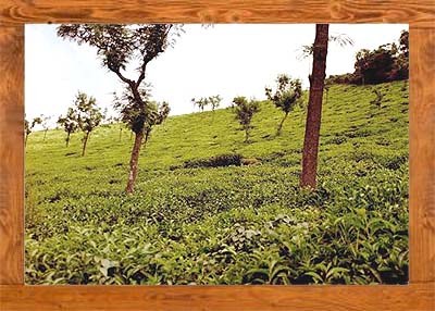 ダージリン:チャチャイチャイ春摘み茶茶園
